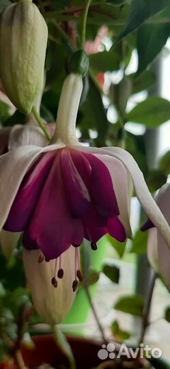 Фуксия сортовая укорененная