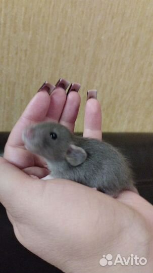 Малыши Дамбо