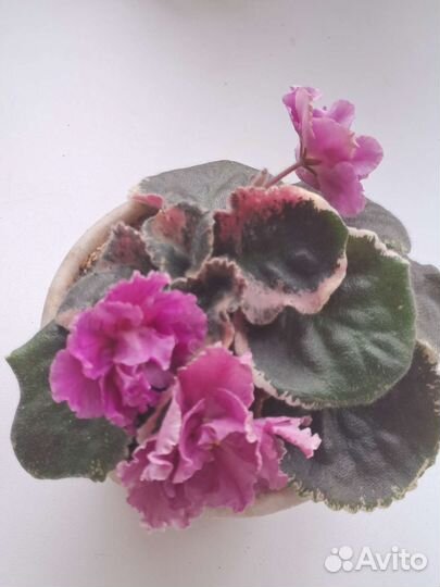 Фиалки, каланхоэ, герань