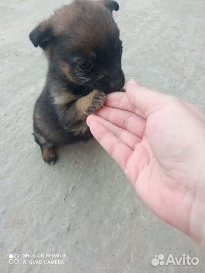 Собака в добрые руки отдам бесплатно
