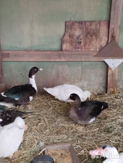 Индоутки и селезни