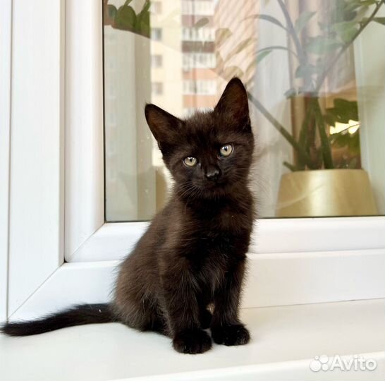 Котенок черная пантерка Изюминка в добрые руки