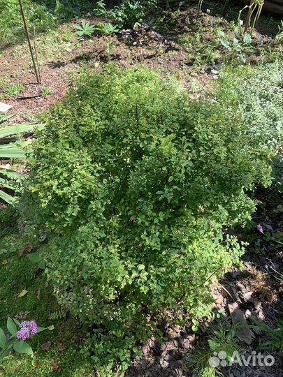 Кустарники