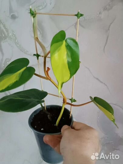 Филодендрон и сциндаптус