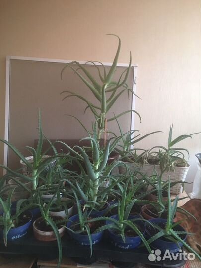 Растения Алое, денежное дерево Толстянка, Декабрис