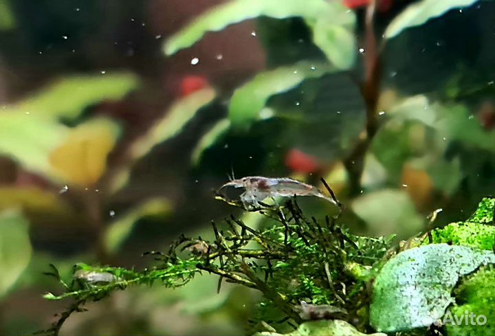 Креветки Аквариумные Амано и Красная Вишня