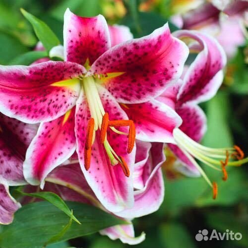 Лилия Восточная зимостойкая