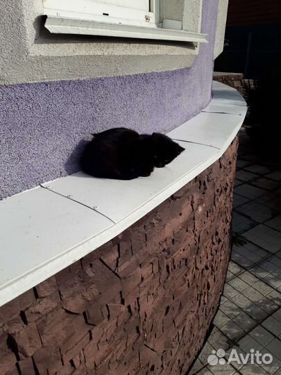 Экзотическая кошка