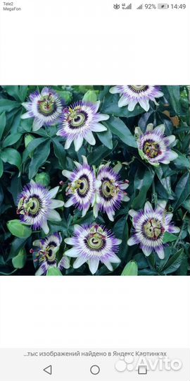 Страстоцвет голубой