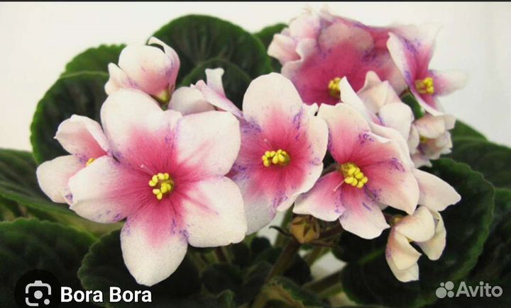 Фиалка детки