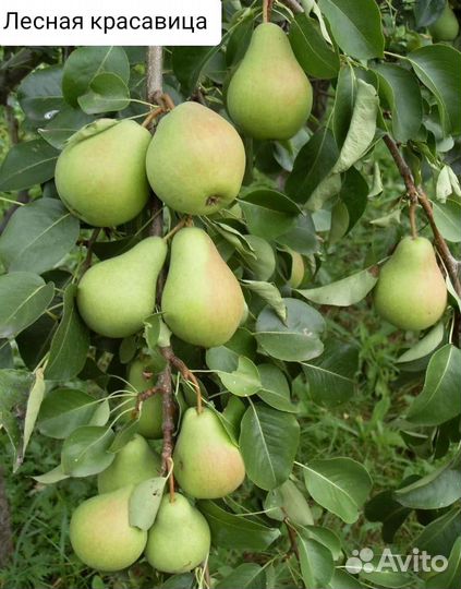 Саженцы груши
