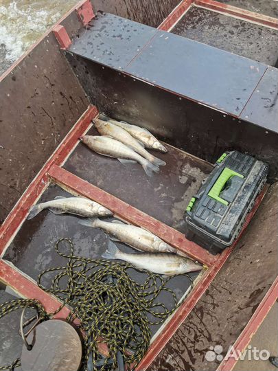 Рыба Судак, Щука