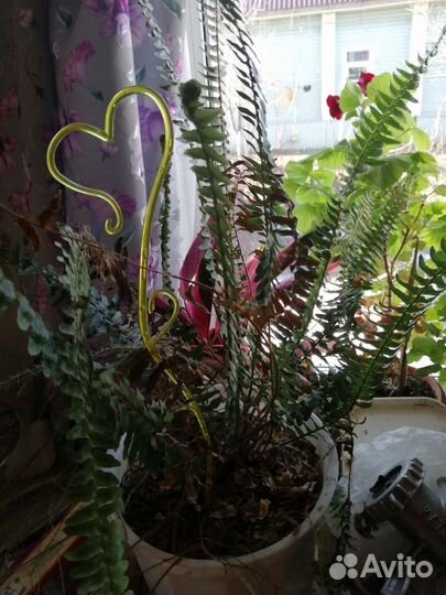 Цветы комнатные