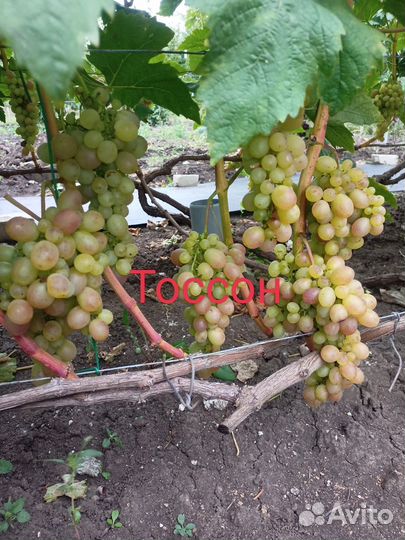 Саженцы винограда