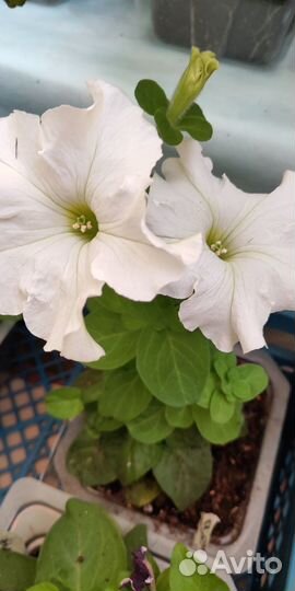 Рассада петунии кустовой