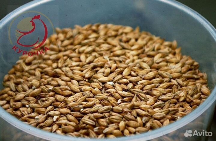 Пшеница ячмень