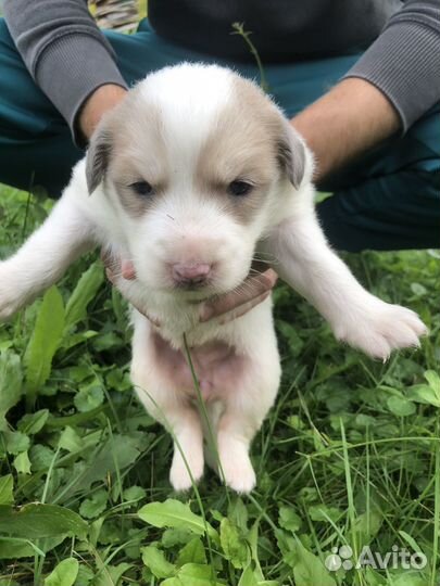 Щенки хаски бесплатно