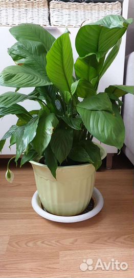 Спатифиллум с крупными листьями