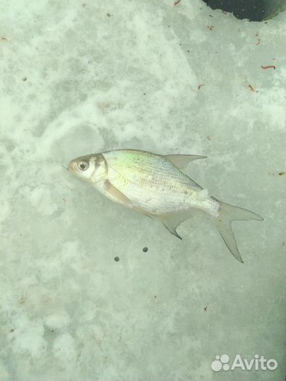 Самоклев зимняя удочка для ловли плотвы