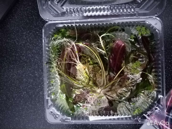 Криптокарина, улитка хелена(отдам)