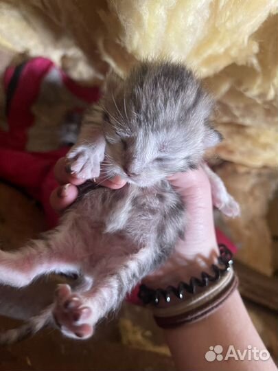 Котята к брони