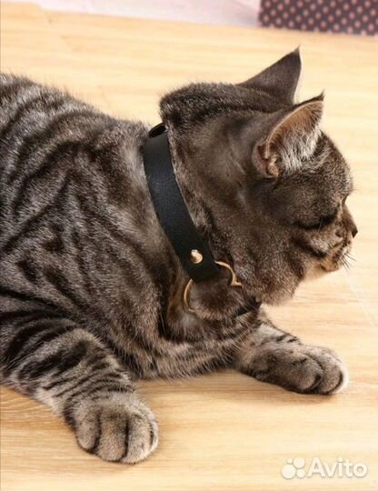 Ошейник для кошки, собаки