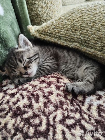 Бронь котят