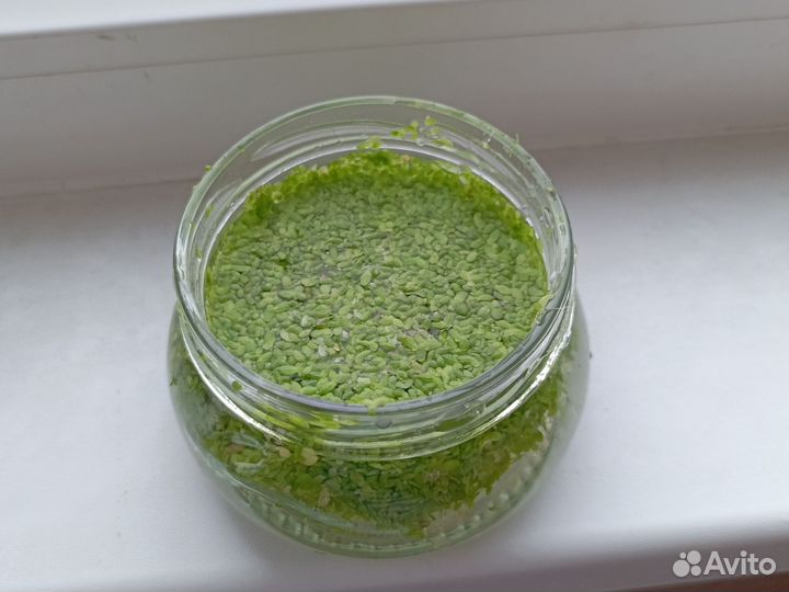 Ряска для аквариума