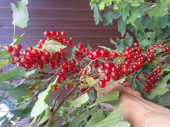 Красная смородина