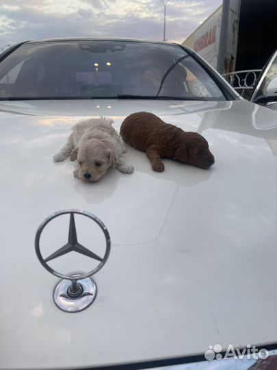 Щенки мальтипу