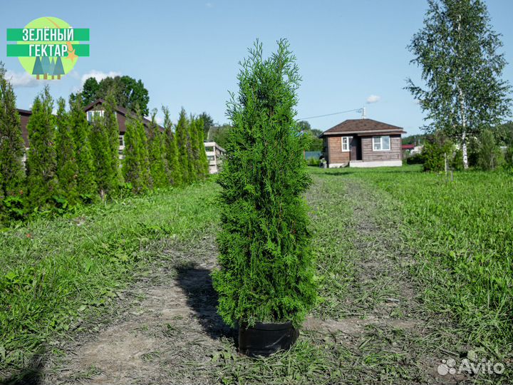 Туя колумна 140 см свежая копка 2023