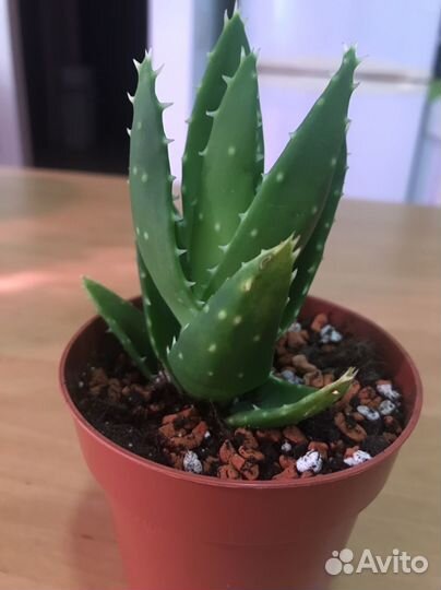 Алоэ Перфолиата