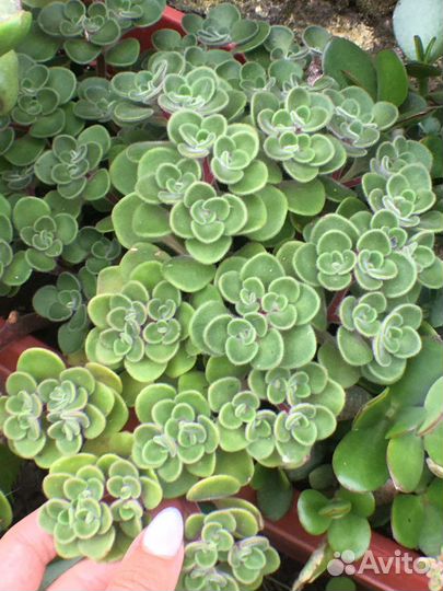 Суккуленты