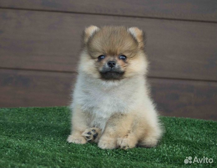 Девочка померанского шпица мини