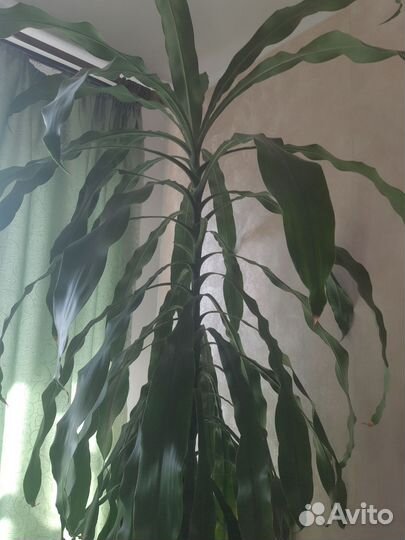 Пальма драцена