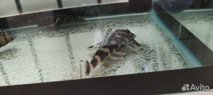 Номерные сомы