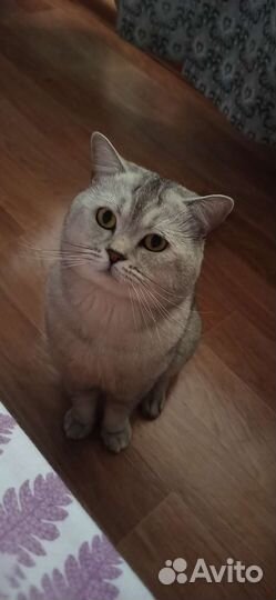 Вязка.Британский кот