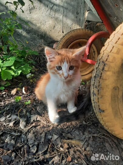 Отдам котят в добрые руки