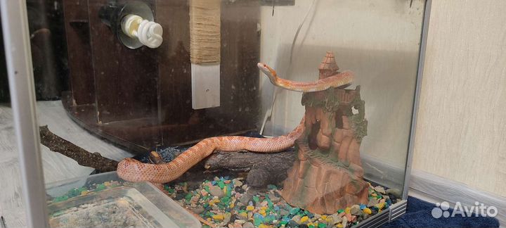 Маисовый полоз