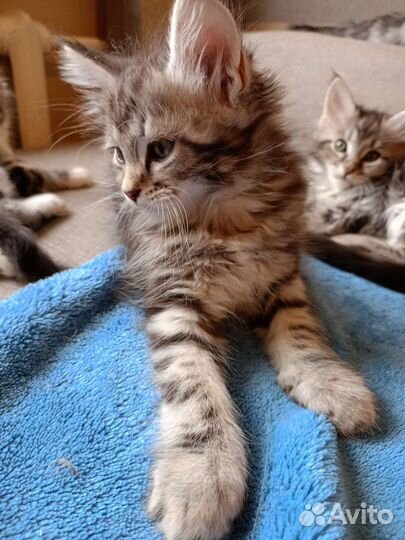 Продажа котят