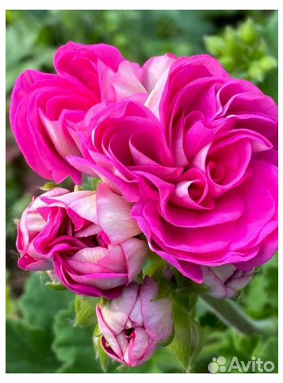 Пеларгония герань ив Прасковья Жемчугова черенок