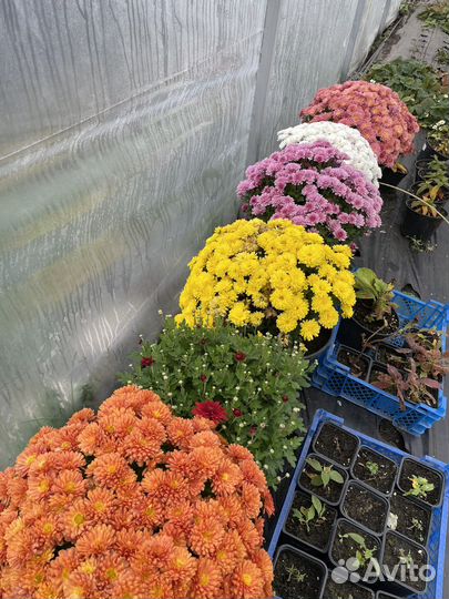 Хризантама Мультифлора