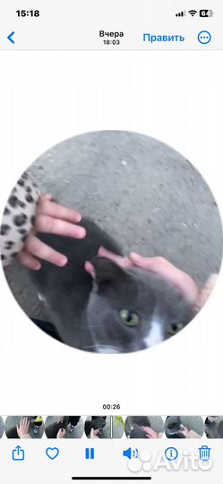 Котик ищет дом
