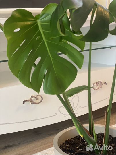 Монстера Делициоза в наличии