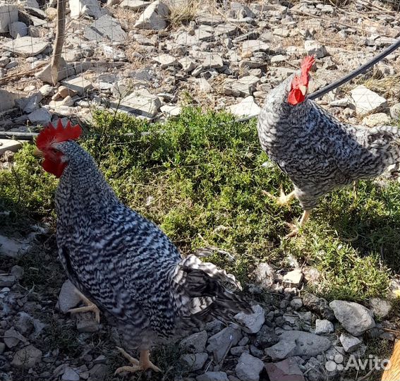 Молодые петушки породы Барковская барвистая