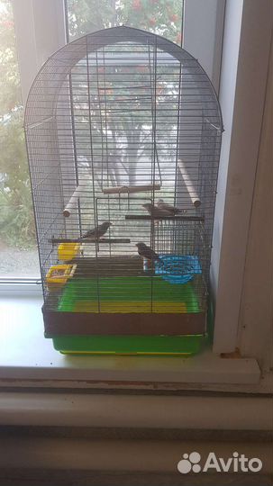 Амадины с клеткой