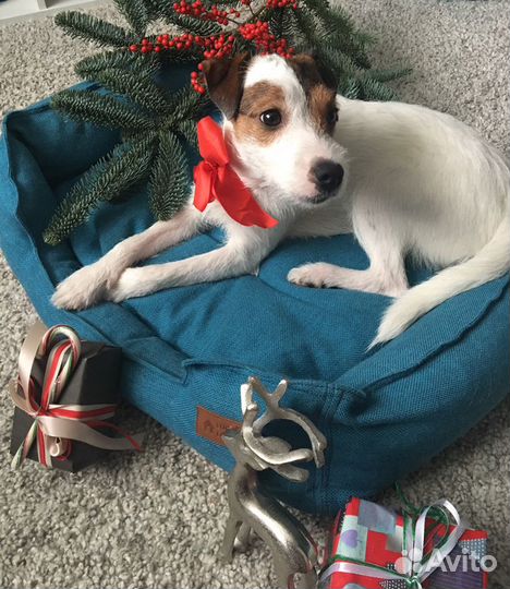 Парсон рассел терьер вязка