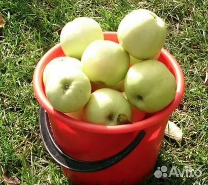 Яблоки 