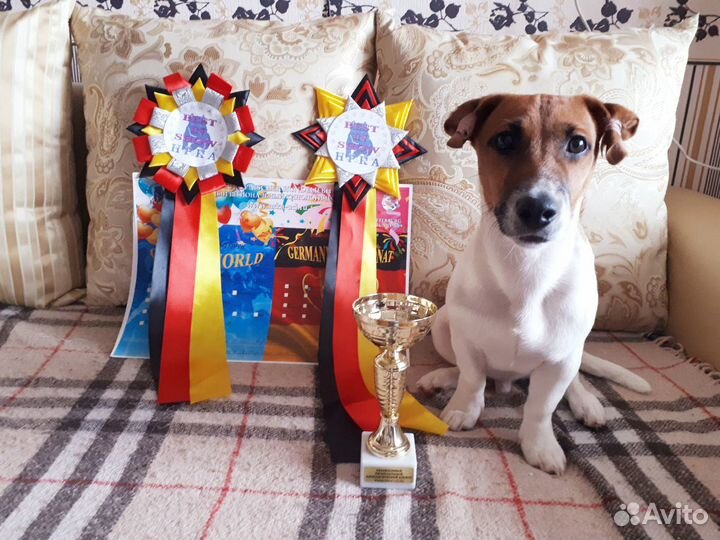 Титулованный Кобель для вязки