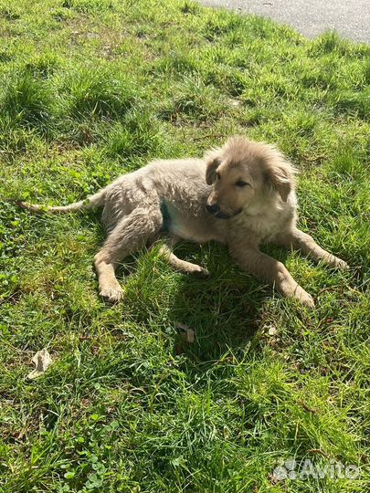 Щенок в добрые руки